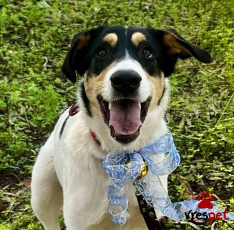 Ράτσα: Άγνωστο - Ημίαιμο | Ηλικία: 1 έτους | Φύλο: Αρσενικό | Αρ. Microchip: - | Περιοχή: Νέα Σμύρνη, Αττική